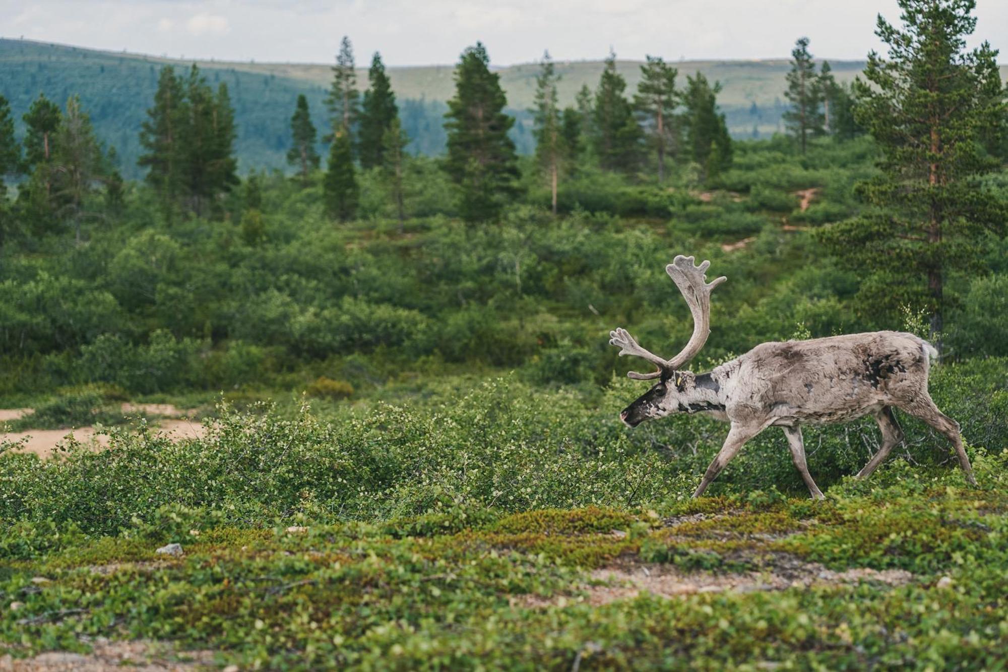 Fell Centre Kiilopaeae, Hotelli Niilanpaeae Saariselkä Zewnętrze zdjęcie